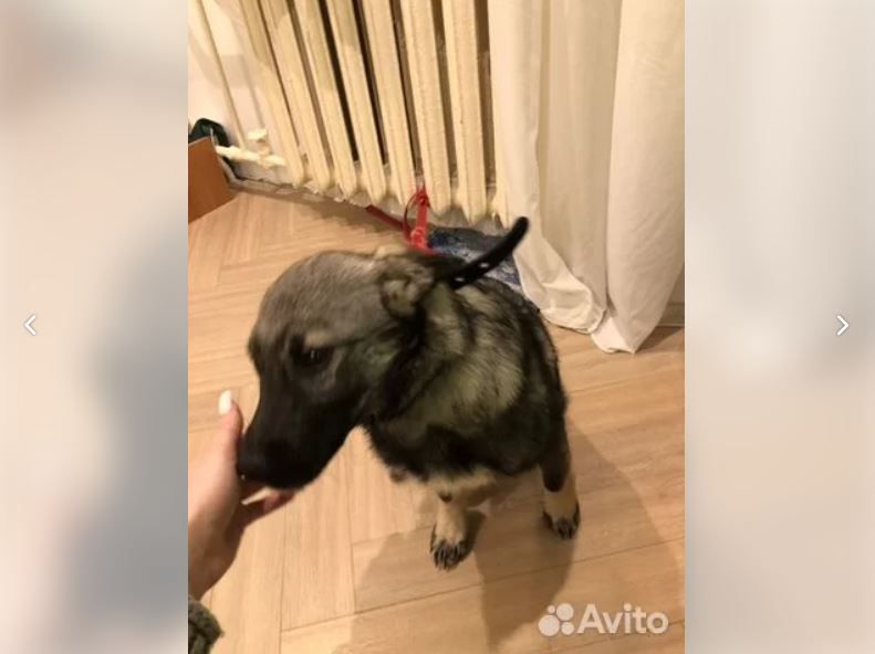 Костромичка решила продать за 5 тысяч рублей найденную на улице собаку
