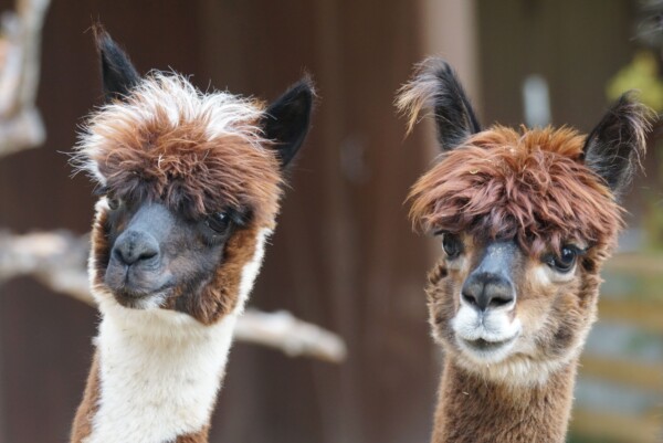 Костромской зоопарк хочет купить двух очаровательных лам за 600 тысяч рублей