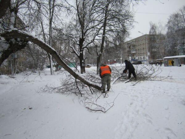 Чиновники прокомментировали уничтожение деревьев в парке Костромы