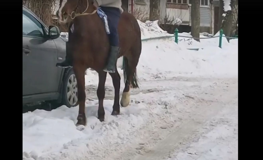 Запрягаем лошадь: мужчина показал, как надо преодолевать сугробы в Костроме
