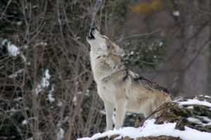 Охотники рассказали о массовом истреблении наглых волков в Костромской области