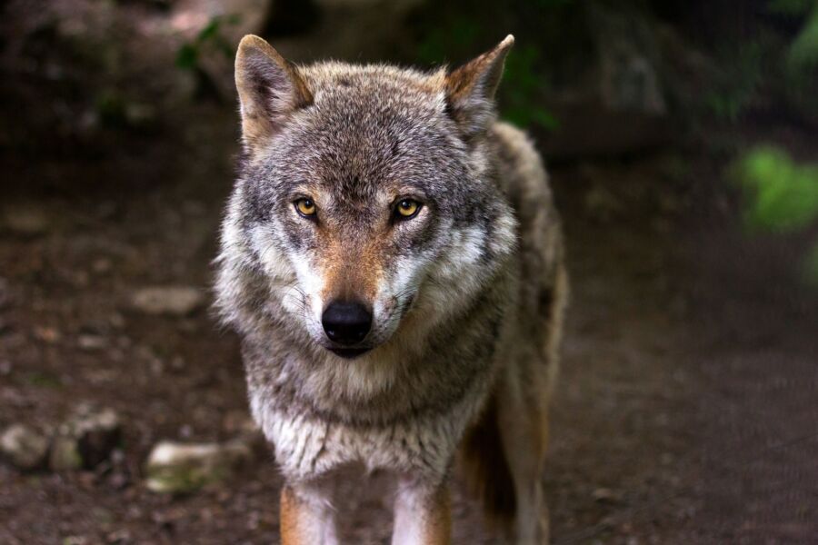 Волки в Костромской области запугали целый поселок своей кровожадностью