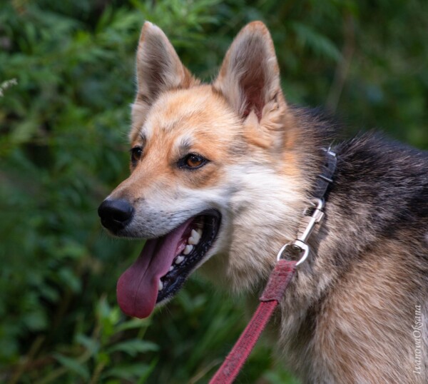 Собака-лиса в Костроме ищет желающих купить ей роскошный наряд