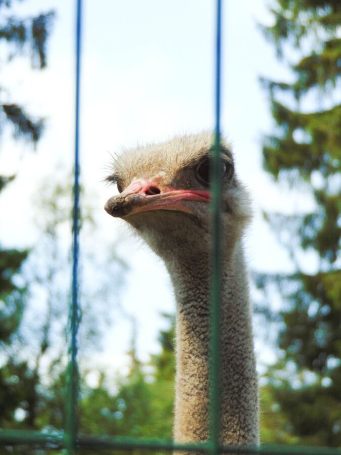 Обезьяны не нужны: костромской зоопарк рассказал, кого еще там заведут
