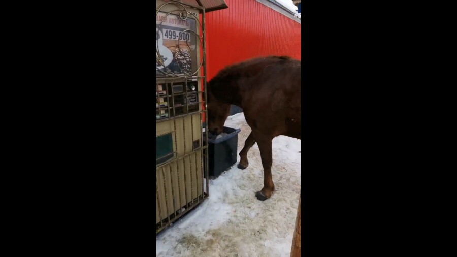 Припаркованная у магазина знаменитая костромская лошадь решила отобедать из помойки