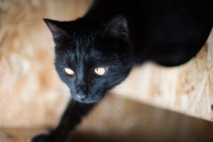 Костромской приют для животных заявил о нехватке мест для кошек
