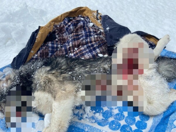 Вся истерзана: еще одно убийство собаки произошло под Костромой