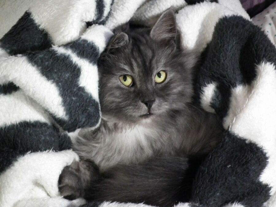 Вор в законе, трудоголик и везунчик: топ-5 котов Костромы с потрясающими историями