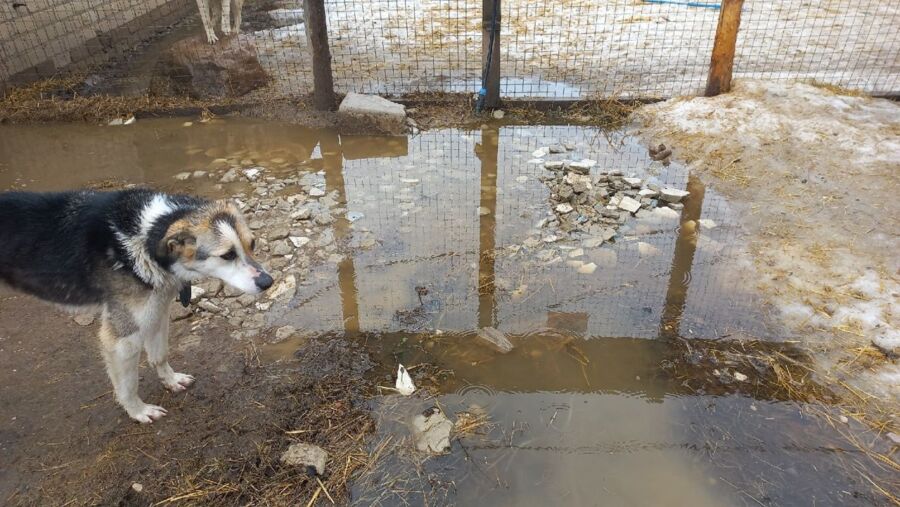 Приют для животных под Костромой ушел под воду после проливного дождя
