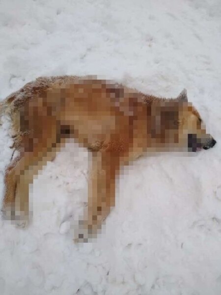 Жуть: костромичи рассказали о странной гибели собак
