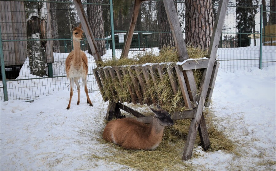 Зоопарк заработал на костромичах 16 миллионов рублей