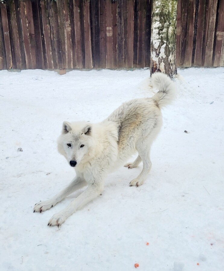 Самого позитивного волка обнаружили в Костроме
