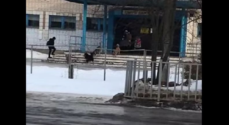 Стая собак окружила школу под Костромой