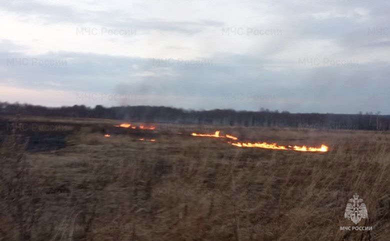 Костромичей оштрафовали почти на 80 тысяч рублей за сжигание сухой травы