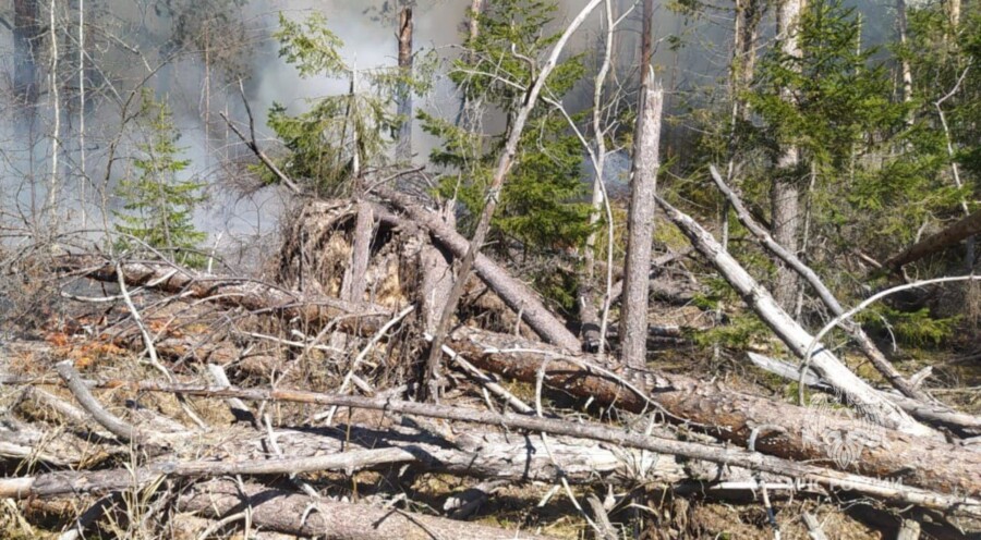 Первый лесной пожар зафиксировали в Костромской области