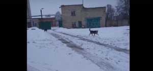 Злые собаки под Костромой пугают школьников и взрослых