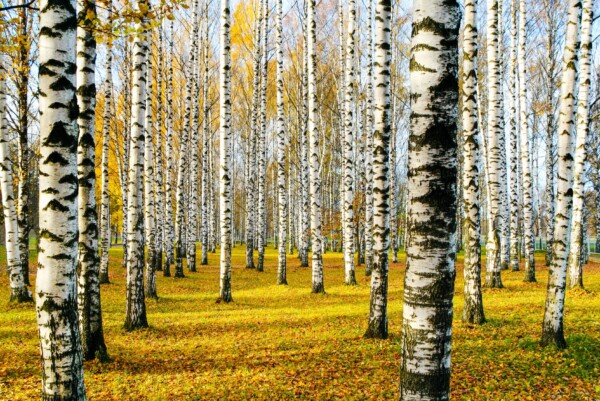 Костромская область продала Китаю в 3 раза больше леса
