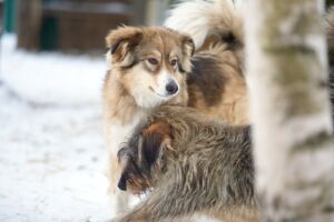 Приют для животных под Костромой заявил о нехватке корма для собак