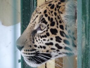 Зоопарк в Костроме станет бесплатным для детей на один день