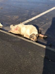 Изверги: неизвестные расстреляли собаку по кличке Беляш в Костроме