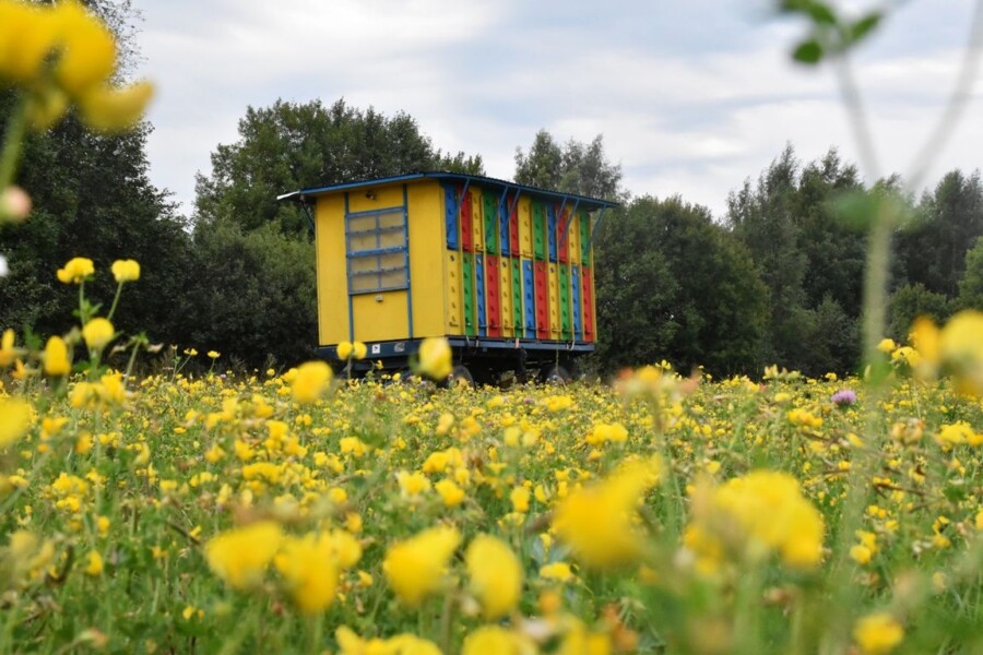 Межрегиональный форум пчеловодов пройдет в Костроме