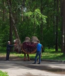 Верблюда на променаде обнаружили в парке Костромы