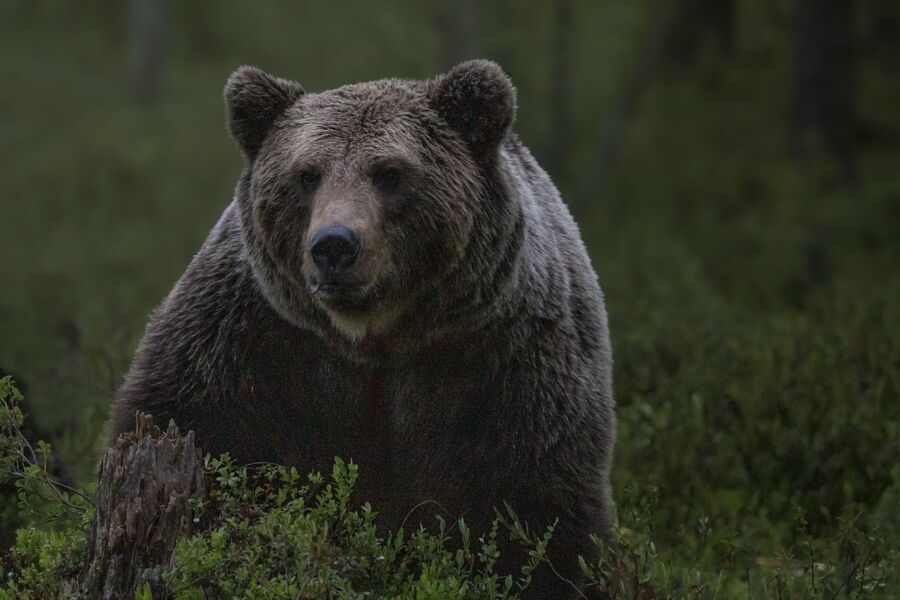 Медведь под Костромой заставил жителей перекреститься