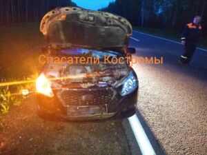 Авария с лосем произошла в Костромской области