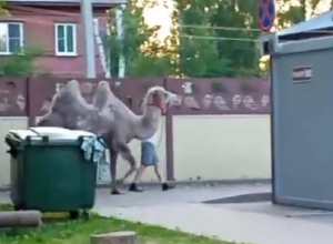 После прихода жары по Костроме стали гулять верблюды
