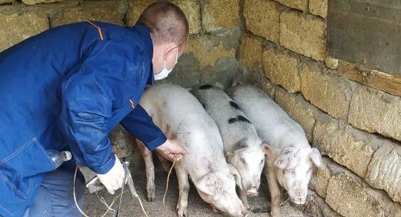 Африканская чума свиней продолжает распространяться по Костромской области