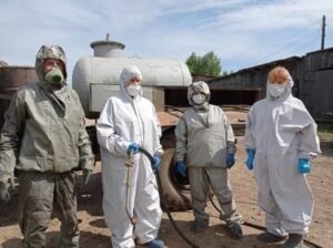 Костромские фермеры прячут чумных свиней от чиновников
