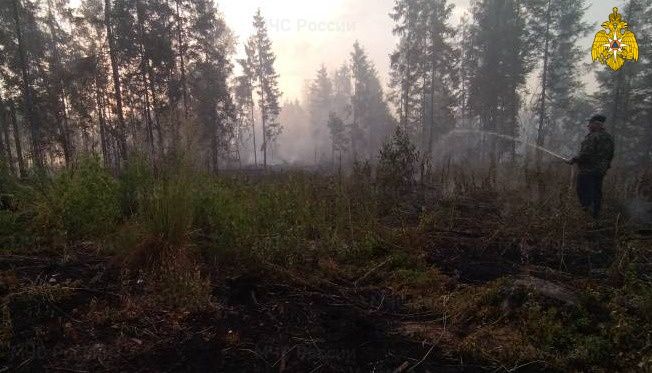 Лесной пожар под Костромой бушует уже целые сутки