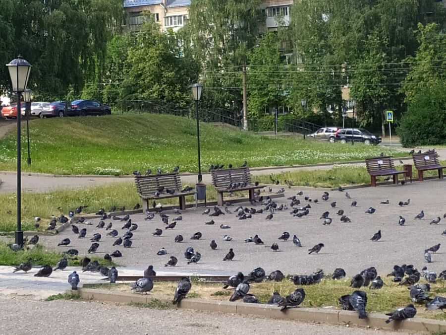 Наглые голуби изгнали людей из сквера в Костроме