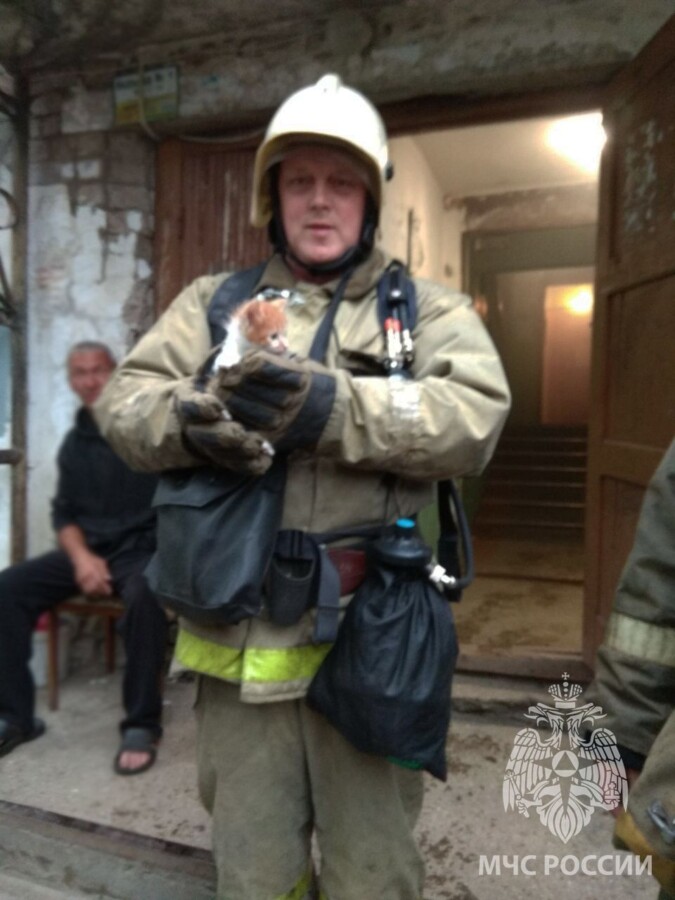 Рыжего котенка чудом спасли из пожара в Костроме