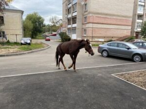 Знаменитая лошадь на самовыгуле в Костроме оказалась на грани жизни и смерти