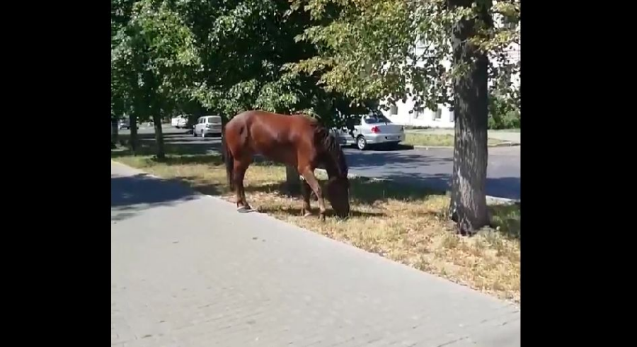 Одинокая лошадь в центре Костромы вызвала культурный шок у туристов
