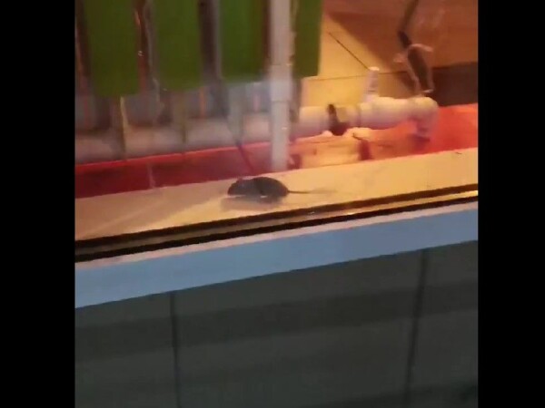 Толстенькая мышь оккупировала известное суши-кафе в Костроме