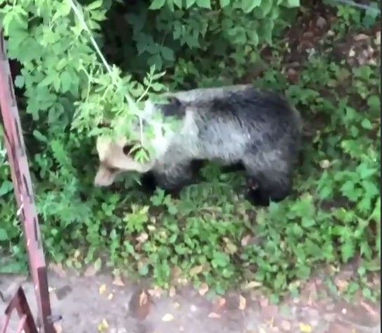 Зашел в деревню: гуляющего медведя заметили под Костромой