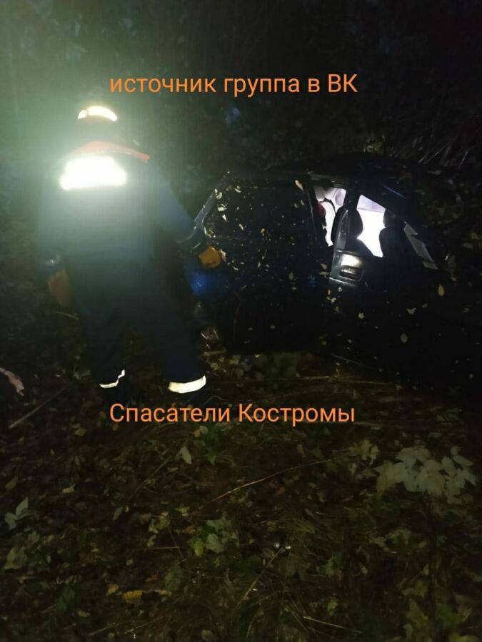 Лось убил человека на трассе под Костромой