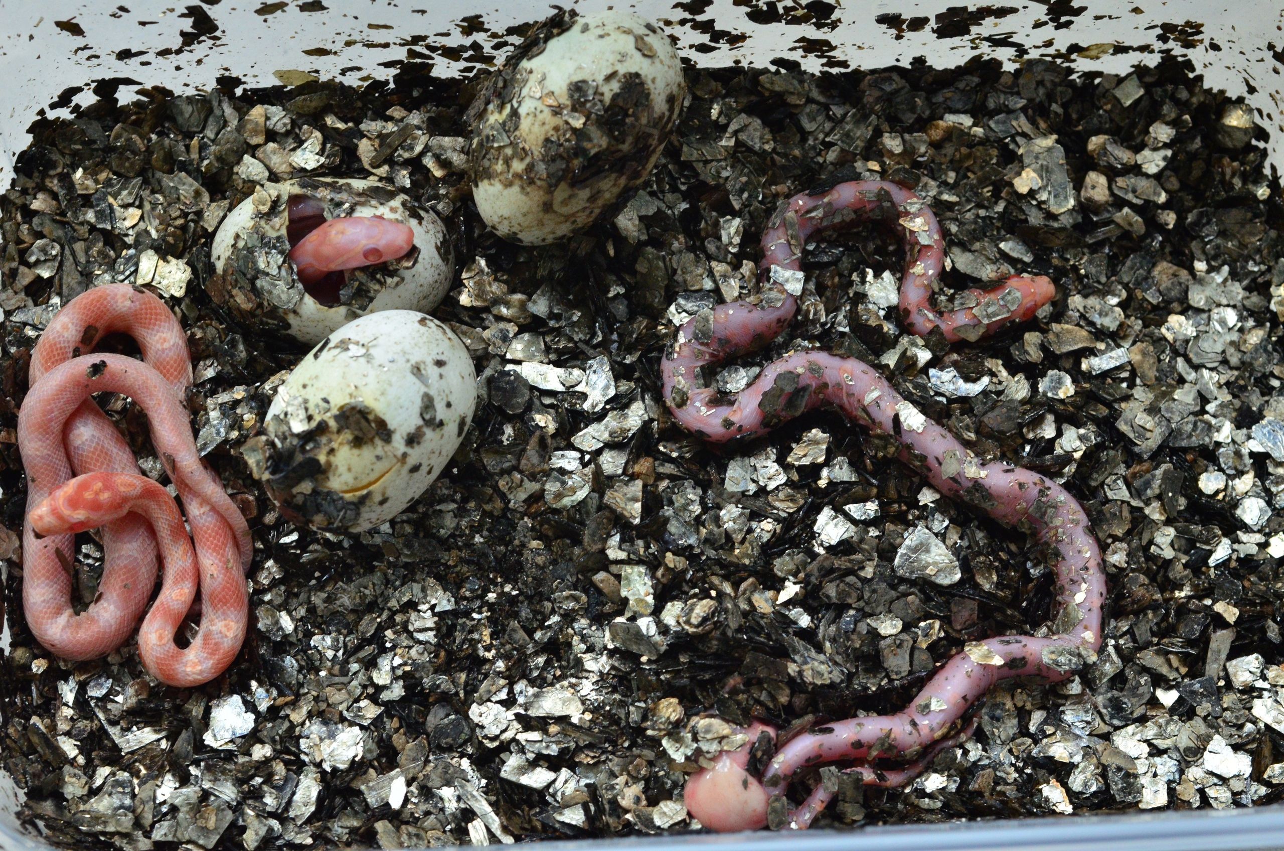 Редких змей-голышей обнаружили в Костроме