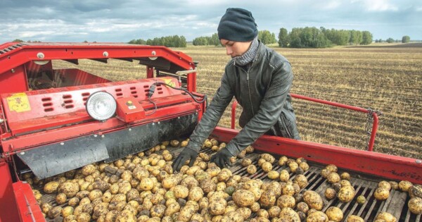 Костромских студентов отправят собирать картошку в поля