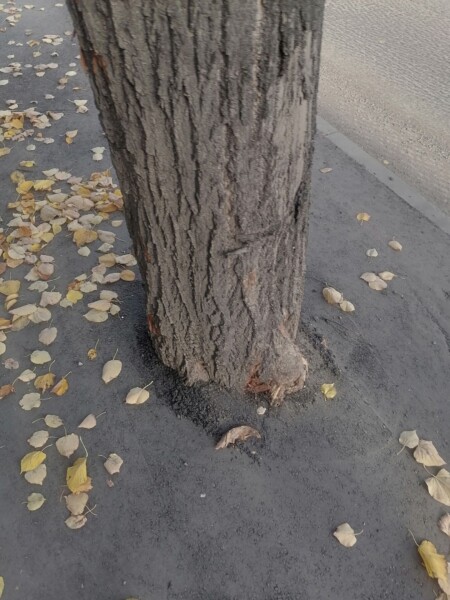 Дерево чем мешало? Костромичи недовольны новеньким асфальтом на тротуаре