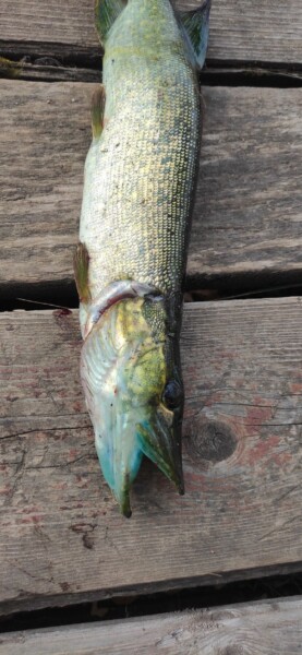 Рыба с сине-зеленой пастью напугала костромских рыбаков