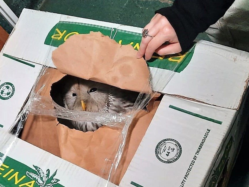 Наглые вороны устроили потасовку с упитанной совой в центре Костромы