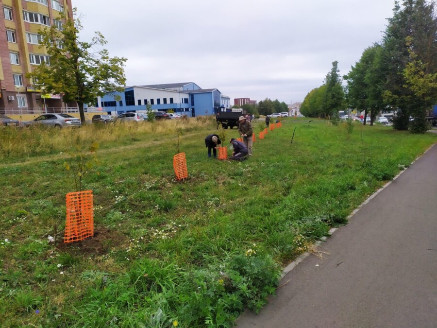 Не увидим: в Костроме появилось более 2 тысяч новых деревьев и кустарников
