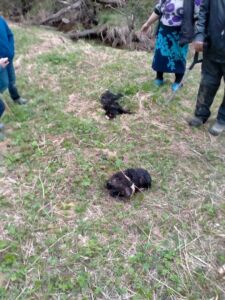 Бродячие собаки сожрали целое стадо под Костромой