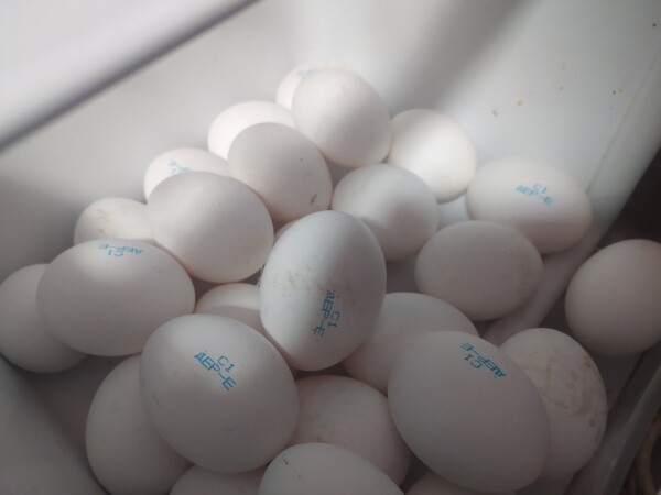 Миллиард яиц снесли в Костромской области