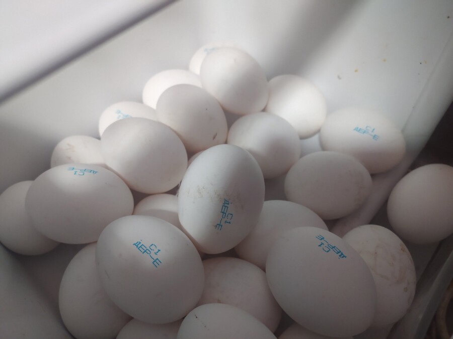 Названы новые цены на яйца в Костромской области