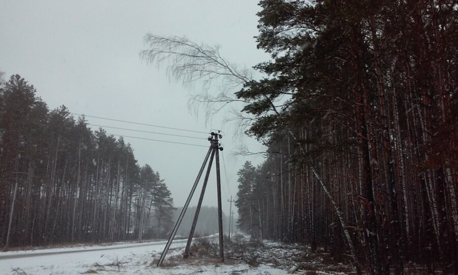 Костромичам напоминают об ответственности за вырубку деревьев в охранных зонах воздушных линий электропередач