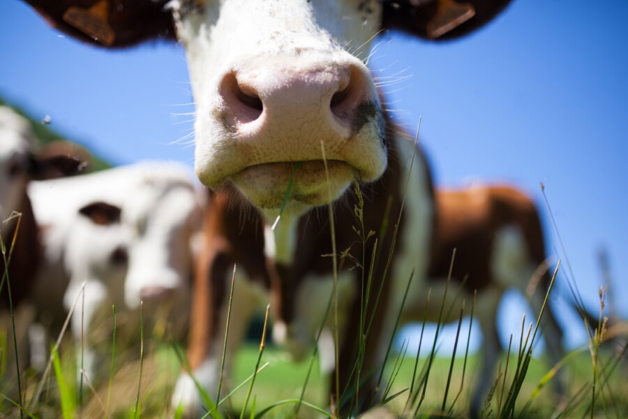 Коровы-кормилицы помогают Костромской области жить в продовольственной безопасности